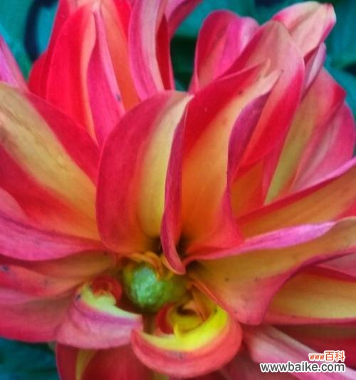 包头市花小丽花的来源与特征及其在当地文化中的重要地位 包头市花小丽花的象征寓意及其文化意义