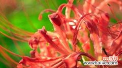 用花朵传达的生命哲学 以彼岸花的花语