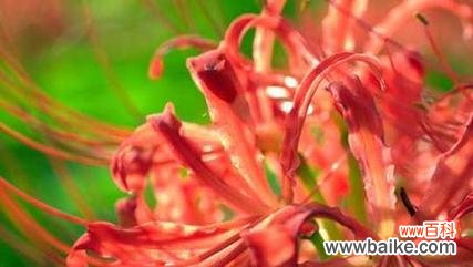 用花朵传达的生命哲学 以彼岸花的花语