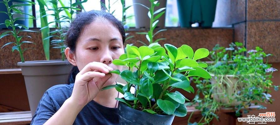 迎福招财 以碧玉花的风水寓意与摆放位置