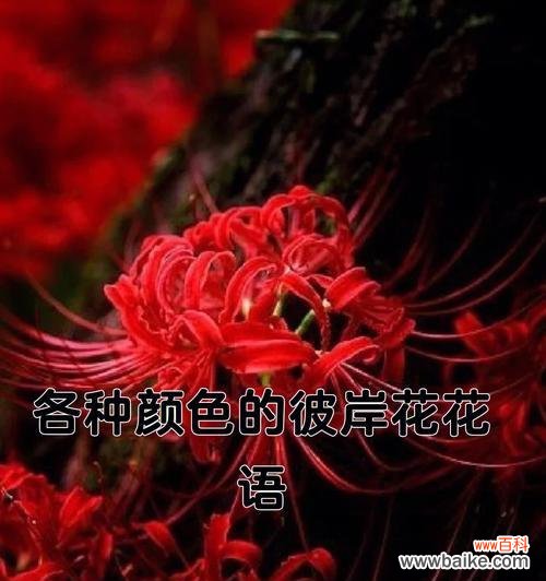 彼岸花的五种颜色及其所代表的花语 彼岸花花语解读