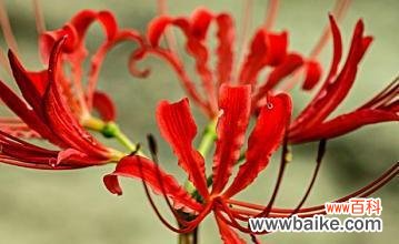 彼岸花的五种颜色及其所代表的花语 彼岸花花语解读