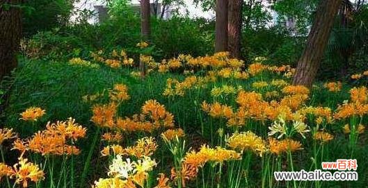 彼岸花的五种颜色及其所代表的花语 彼岸花花语解读