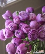 以花朵的语言温暖心灵 花语传递的安慰之意