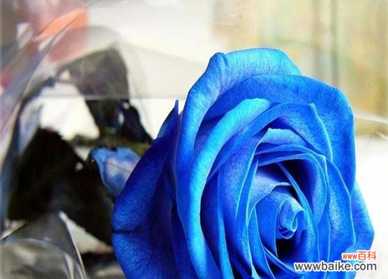 以暧昧的花为主题 探寻花花语中的暧昧世界