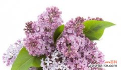 以暧昧的花为主题 探寻花花语中的暧昧世界