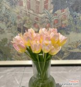 初恋的花语传递着爱情的甜蜜与回忆 初恋的花