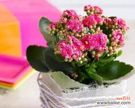 揭秘不同颜色长寿花的寓意与祝福 色彩缤纷的长寿花花语