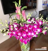 以不同颜色洋兰花语为引 追寻洋兰花海的美丽世界