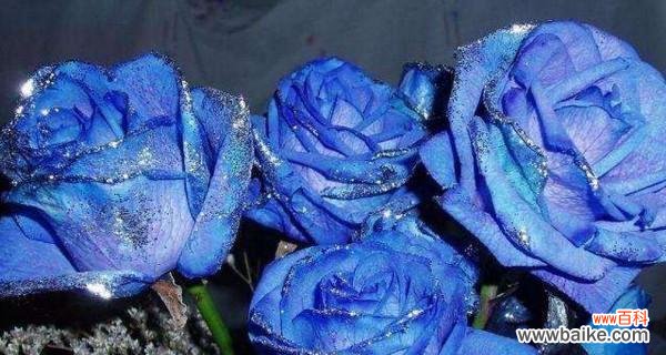 揭秘蓝色玫瑰的传达意义与情感表达之道 蓝色玫瑰的花语