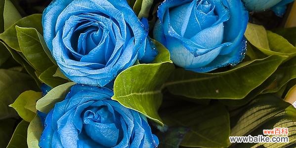 揭秘蓝色玫瑰的传达意义与情感表达之道 蓝色玫瑰的花语