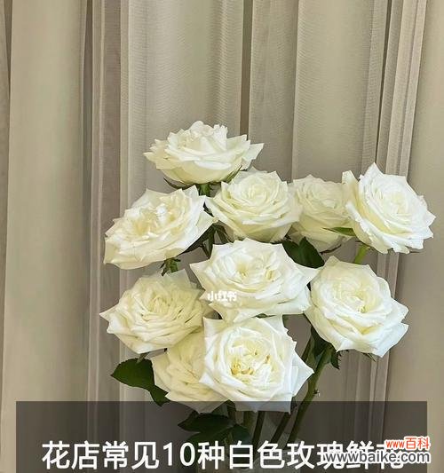 探秘白玫瑰的美丽寓意与深刻含义 白玫瑰花语