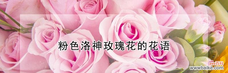 金香玉玫瑰花语的解读及其传达的含义 金香玉玫瑰花语