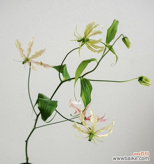 传承千年的雅致与神秘魅力 嘉兰的花语与文化背景