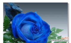 揭示蓝玫瑰神秘的含义及其在文化中的重要性 蓝玫瑰