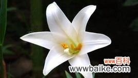 解读水百合花的深层寓意 水百合的花语