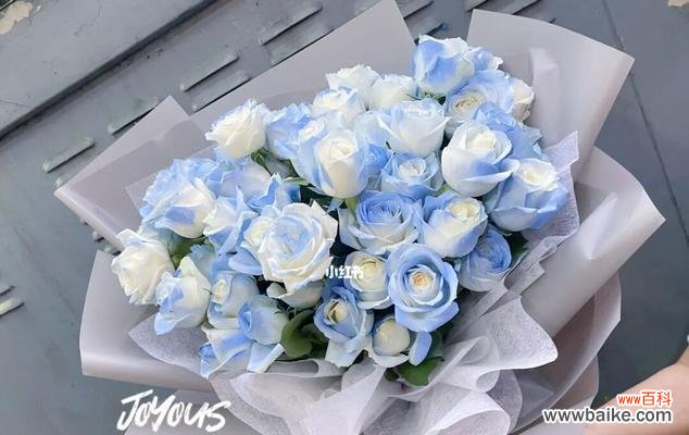 十一朵碎冰蓝的令人惊叹之处与象征意义 碎冰蓝的意义与魅力