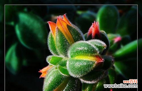 以琉璃翠的花语传递着生命的希望与喜悦 以琉璃翠的花语