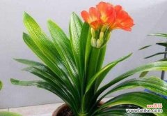 以君子兰为象征 君子兰之精神