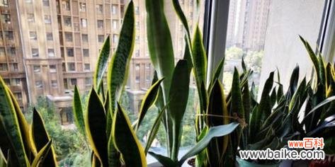 探索虎尾兰的幸福象征与风水传统 虎尾兰的寓意和象征风水