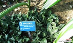 探索虎尾兰的幸福象征与风水传统 虎尾兰的寓意和象征风水