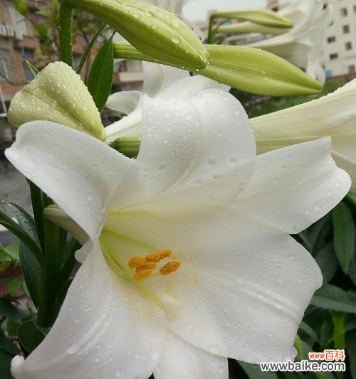 揭示百合花的神秘语言与心灵交流 探寻百合花语的多彩世界