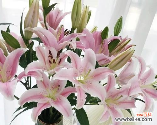 揭示百合花的神秘语言与心灵交流 探寻百合花语的多彩世界