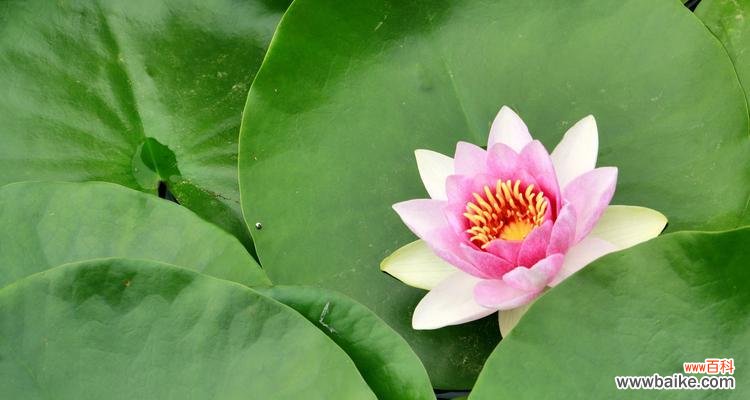 不同色彩的睡莲 花开水面，映彩河川——以不同颜色睡莲的花语