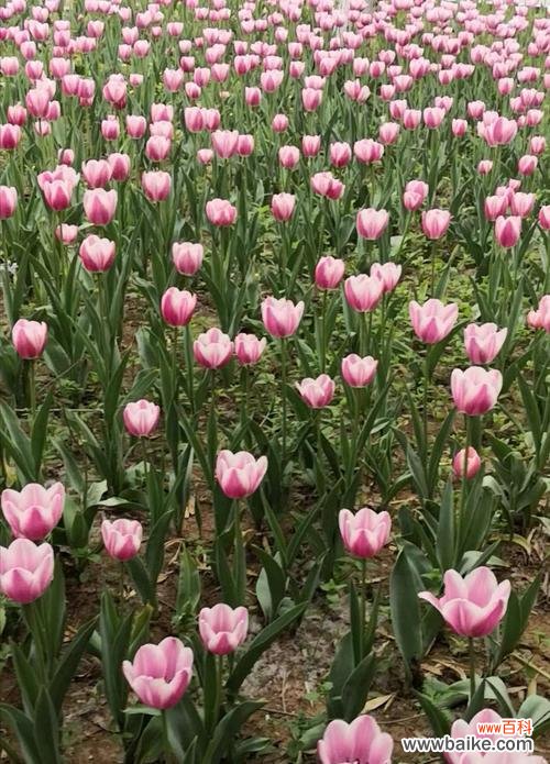 探寻不同颜色郁金香花语的深意 郁金香花语的奇妙世界