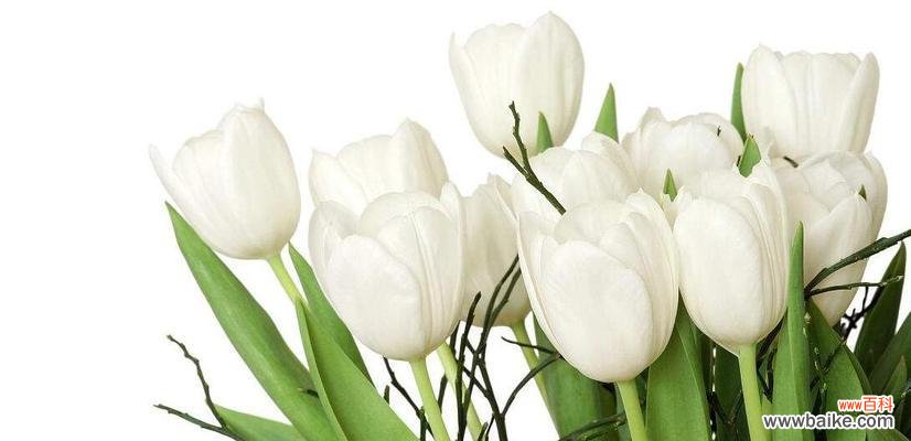 探寻不同颜色郁金香花语的深意 郁金香花语的奇妙世界