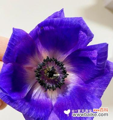 深入探索银莲花的花语 银莲花的花语与不同颜色的意义