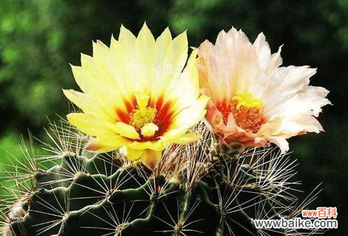 探寻侧柏花开的含义 侧柏花开，传递的寓意与花语是什么