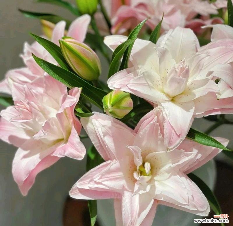 粉百合花语与生活中的情感表达 粉百合的花语