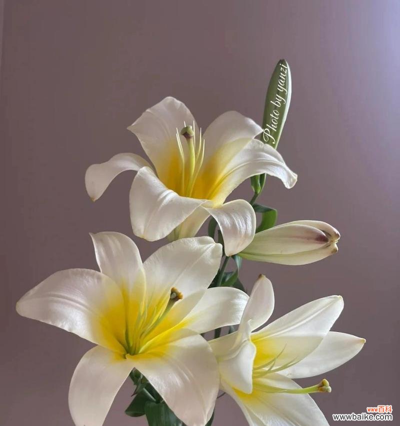 粉百合花语与生活中的情感表达 粉百合的花语