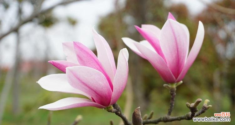 花开花落 单相思花语大揭秘
