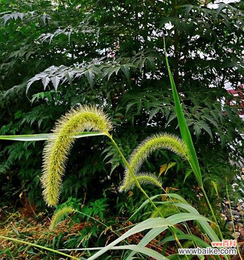 花开花落 单相思花语大揭秘