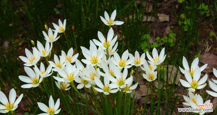 花开花落 单相思花语大揭秘