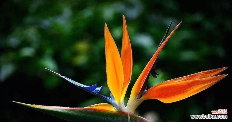 以花语传递真诚的力量 花中的诚实之语