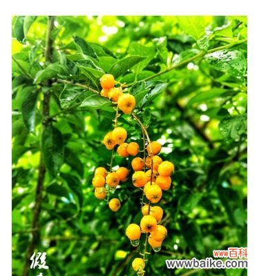 以表示发财的花花语为突破口 ,花开发财