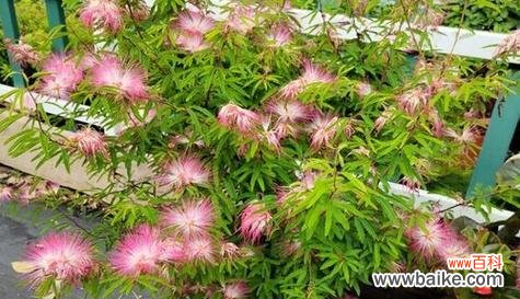 以表示发财的花花语为突破口 ,花开发财