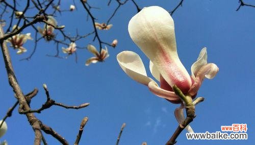 以花语传递高洁的力量 高洁的花——美丽在纯洁中绽放