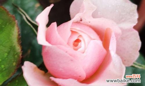 父爱的花语及其象征意义 父爱的花——用花语表达深沉的父爱