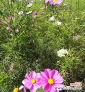 探寻花语中的奋斗之花 用花语诠释奋斗之美