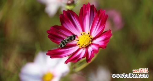 探寻花语中的奋斗之花 用花语诠释奋斗之美