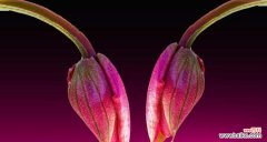 一起来了解这些代表好运的花朵吧 寓意吉祥的花朵——传递好运的花语