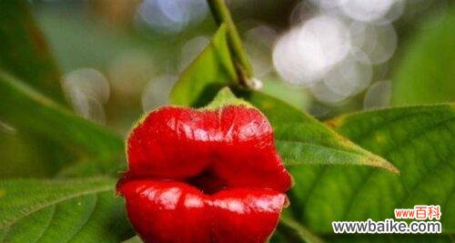 矜持而美丽的花海 害羞的花语-探寻害羞花的独特魅力