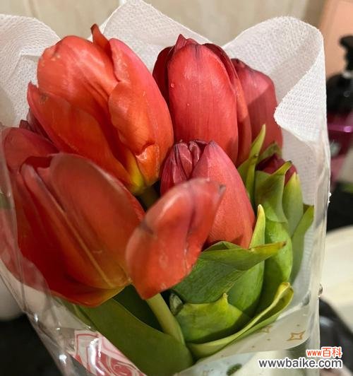 矜持而美丽的花海 害羞的花语-探寻害羞花的独特魅力