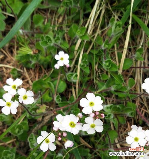 探索孤独之花的心灵故事 孤独的花