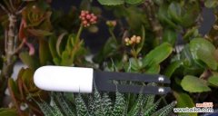 传递永恒纪念之情 以表示纪念的花花语