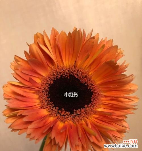 花海中的回忆与感慨 怀念的花